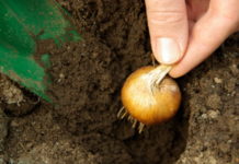 Come coltivare i bulbi 712 0 038 Come coltivare i bulbi